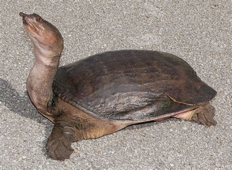 珍珠鱉|珍珠鱉 Florida Softshell turtle